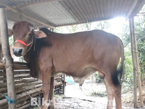 কুরবানির পশু